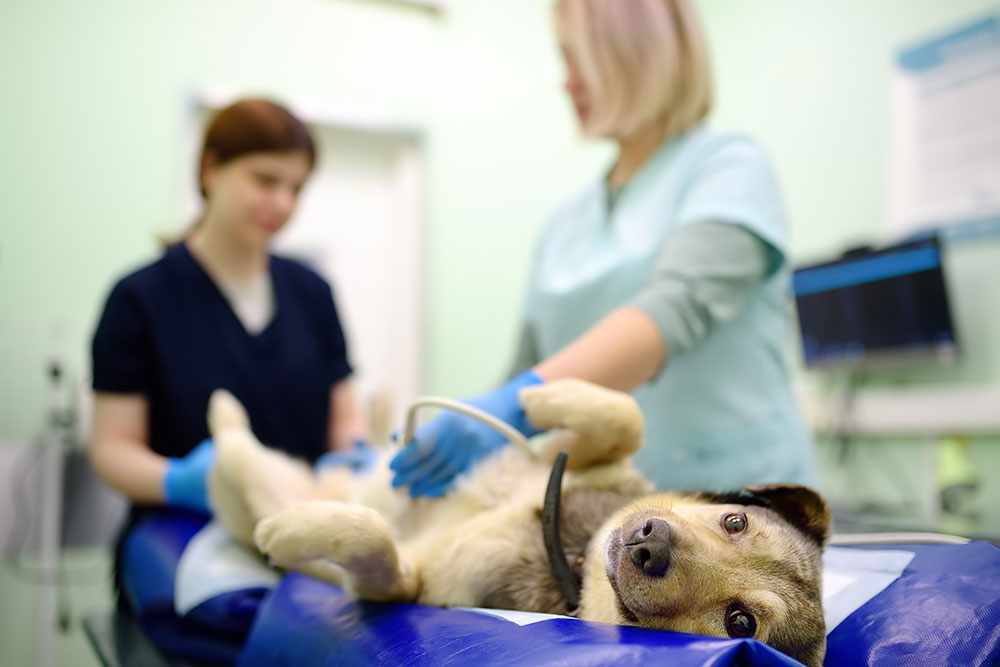 Hund, der während der Untersuchung in der Tierklinik eine Ultraschalluntersuchung der Bauchhöhle durchführt. Gesundheit von Haustieren. Pflegen Sie das Tier. Untersuchung, Tests und Impfung von Haustieren. Tierärzte überprüfen die Schwangerschaft des Hundes