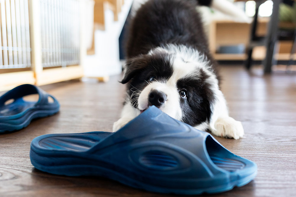 Smart Border Collie Welpe will spielen